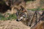 Iberian wolf