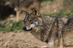 Iberian wolf