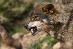 Iberian wolf