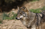 Iberian wolf