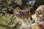 Iberian wolves