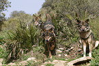 Iberian wolves