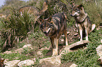 Iberian wolves