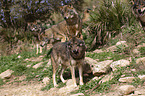 Iberian wolves