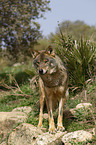 Iberian wolf