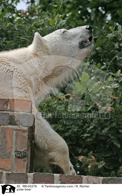 Eisbr / polar bear / RR-00278