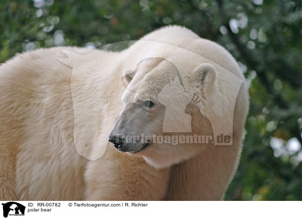 polar bear / RR-00782