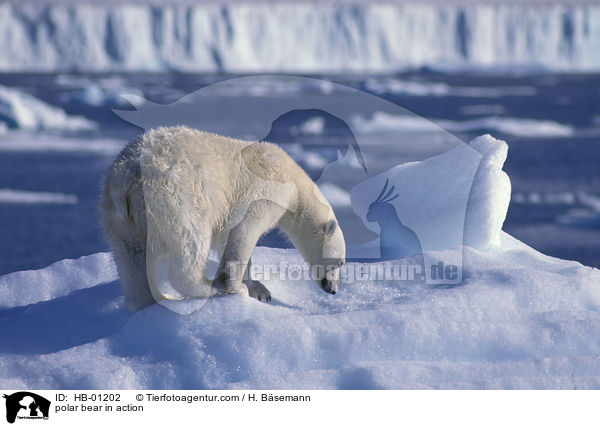 polar bear in action / HB-01202