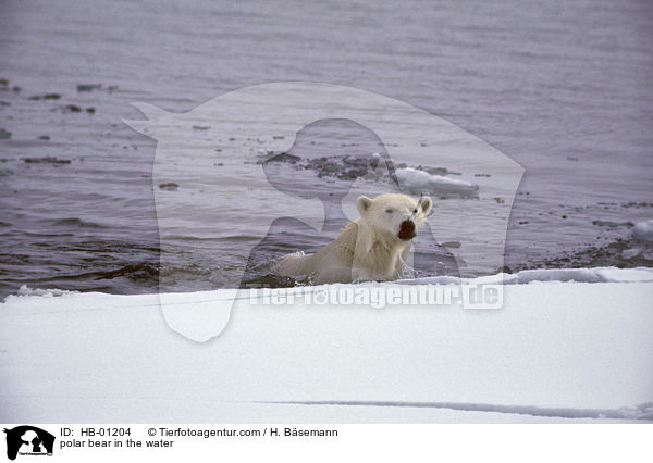 Eisbr im Wasser / polar bear in the water / HB-01204