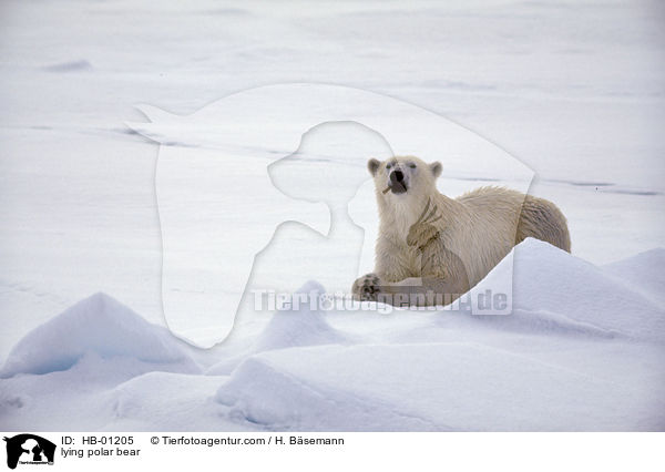 lying polar bear / HB-01205