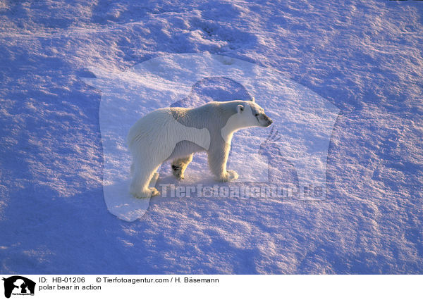 Eisbr in Bewegung / polar bear in action / HB-01206