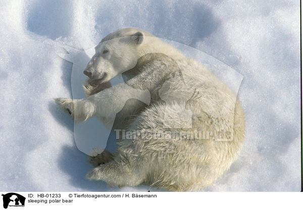 schlafender Eisbr / sleeping polar bear / HB-01233