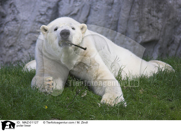 Eisbr / polar bear / MAZ-01127