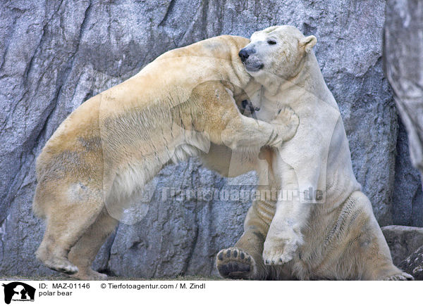 Eisbr / polar bear / MAZ-01146