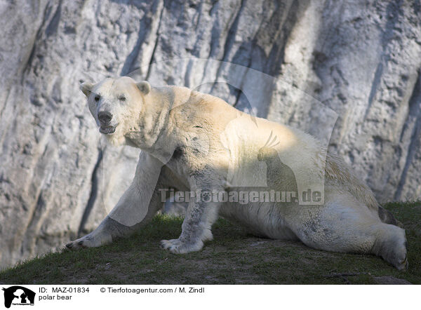 Eisbr / polar bear / MAZ-01834