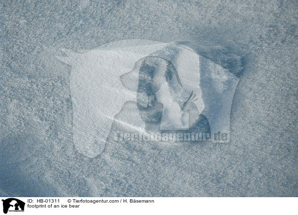 footprint of an ice bear / HB-01311