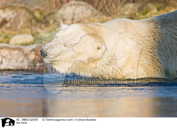 Eisbr / ice bear / MBS-02059