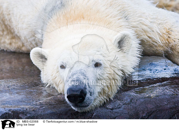 lying ice bear / MBS-02068