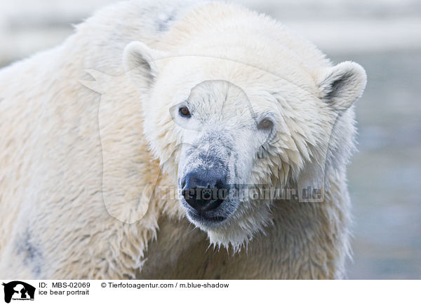 ice bear portrait / MBS-02069