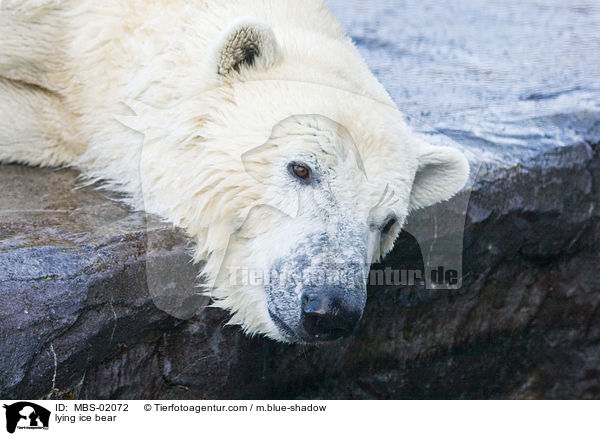 lying ice bear / MBS-02072