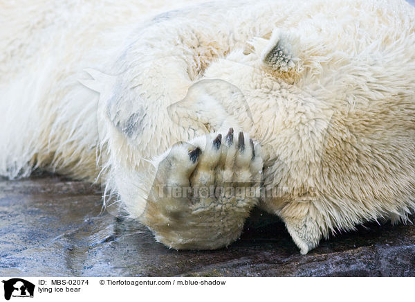 lying ice bear / MBS-02074