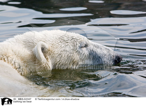 bathing ice bear / MBS-02347