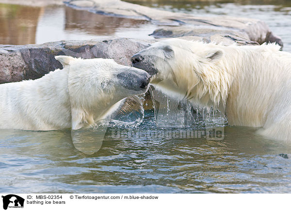 bathing ice bears / MBS-02354