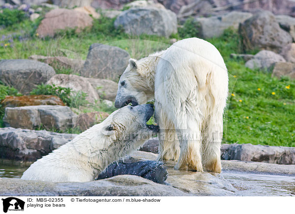 spielende Eisbren / playing ice bears / MBS-02355
