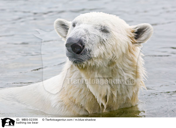 bathing ice bear / MBS-02356