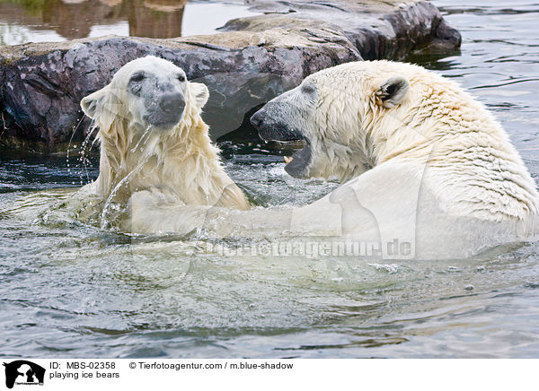 spielende Eisbren / playing ice bears / MBS-02358