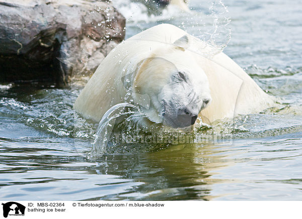 badender Eisbr / bathing ice bear / MBS-02364