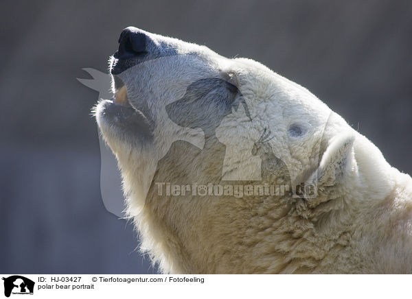 Eisbr Portrait / polar bear portrait / HJ-03427