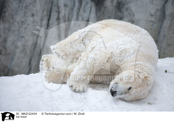 Eisbr / ice bear / MAZ-02404