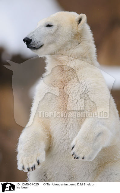 Eisbr / ice bear / DMS-04025