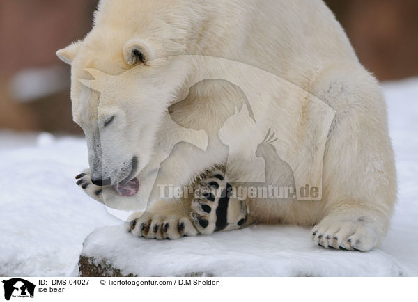 Eisbr / ice bear / DMS-04027