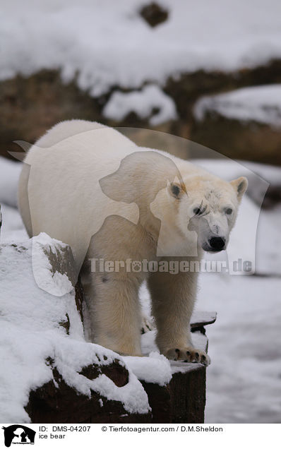 Eisbr / ice bear / DMS-04207