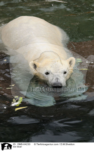 Eisbr / ice bear / DMS-04230