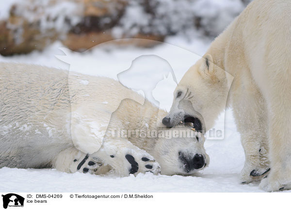 Eisbren / ice bears / DMS-04269