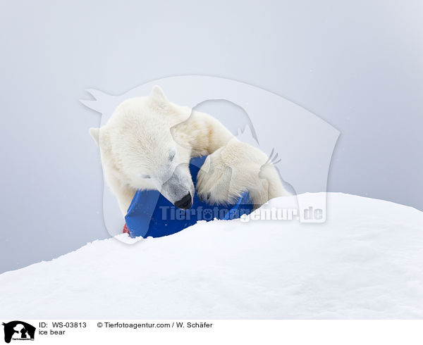 ice bear / WS-03813
