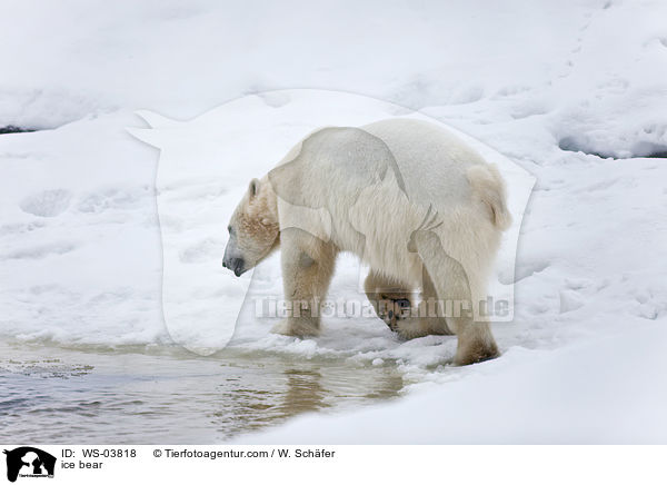 Eisbr / ice bear / WS-03818