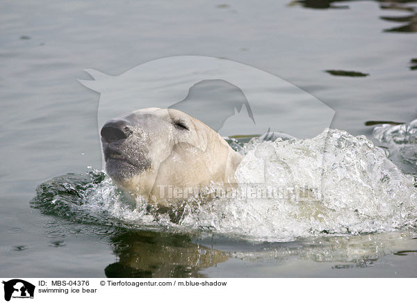 swimming ice bear / MBS-04376