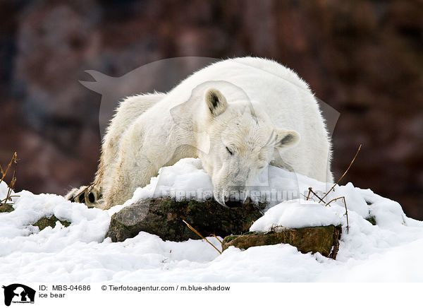 Eisbr / ice bear / MBS-04686