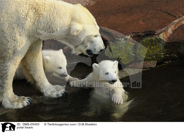 polar bears / DMS-05493