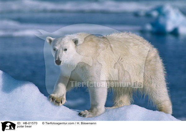 polar bear / HB-01570