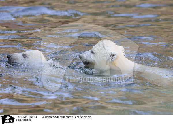 polar bears / DMS-06941