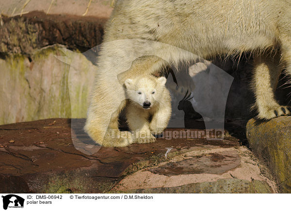 Eisbren / polar bears / DMS-06942