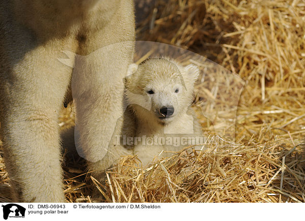 junger Eisbr / young polar bear / DMS-06943