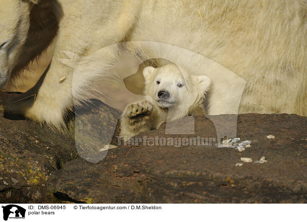 polar bears / DMS-06945