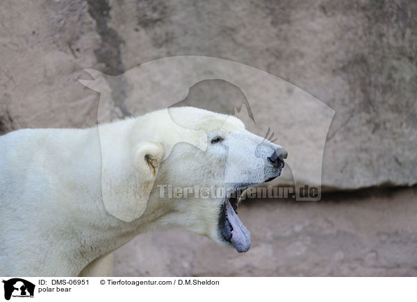 polar bear / DMS-06951