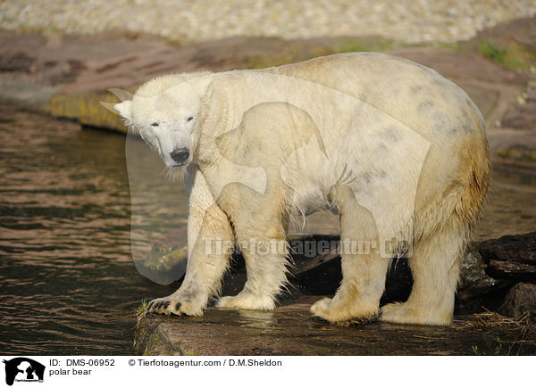 Eisbr / polar bear / DMS-06952